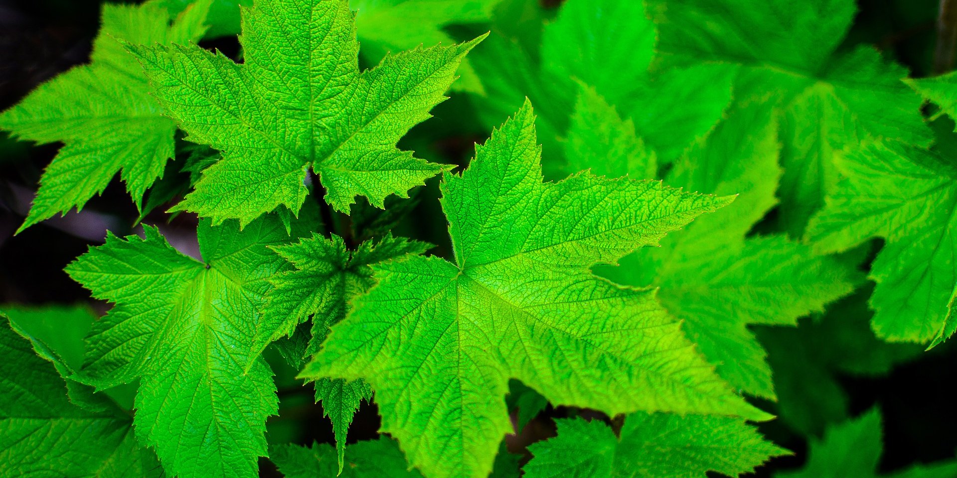 Gerontologické dny Ostrava